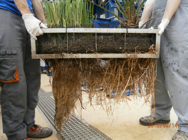 plant-rack with roots.png